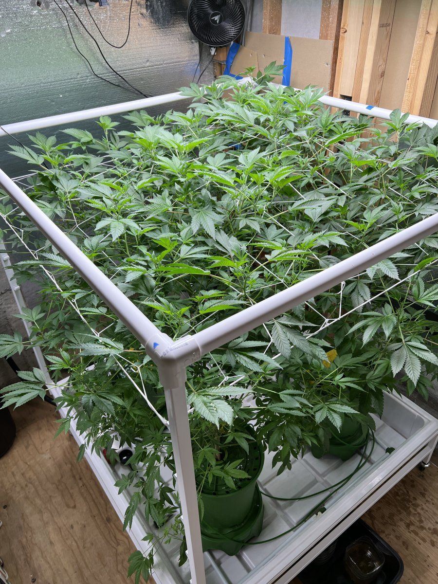 B8kds gmo grow 2   four plants   flower time