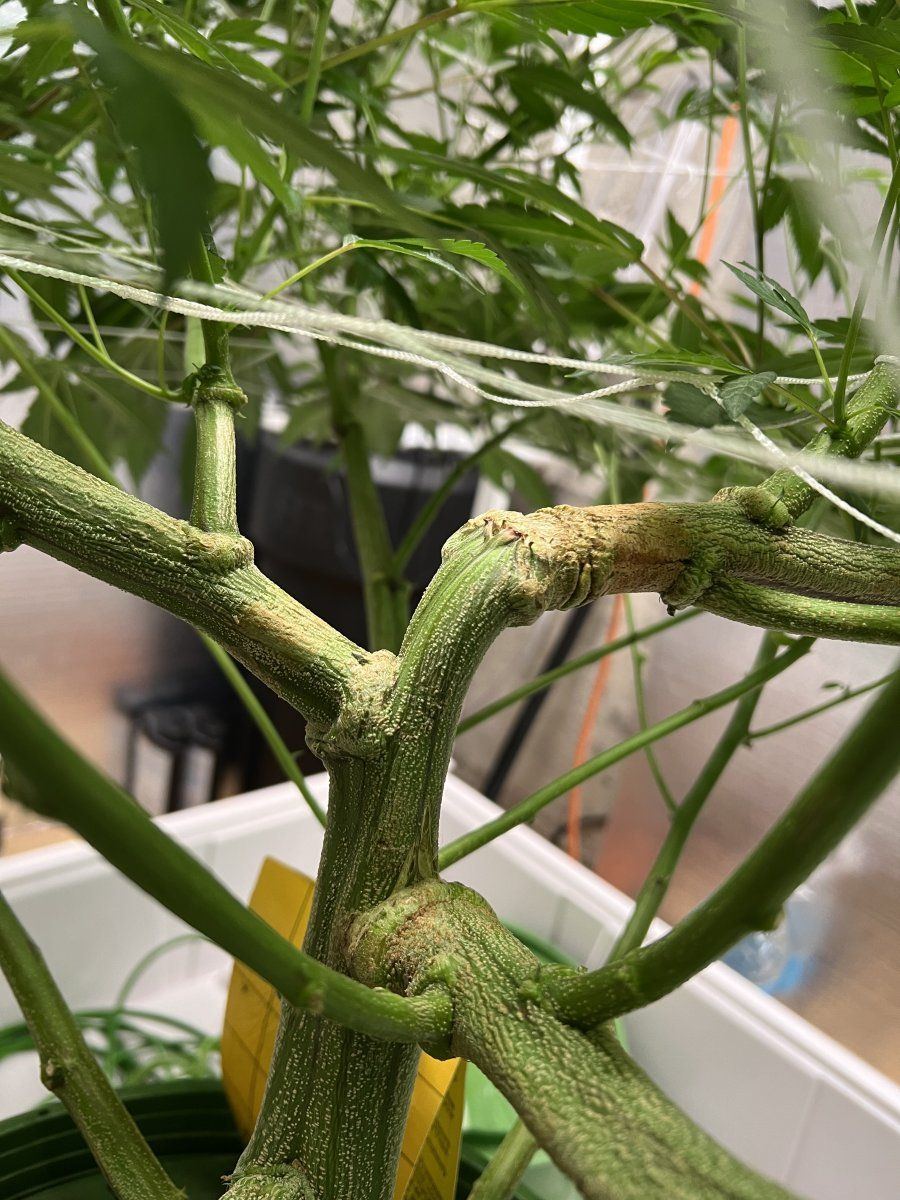 B8kds gmo grow 2