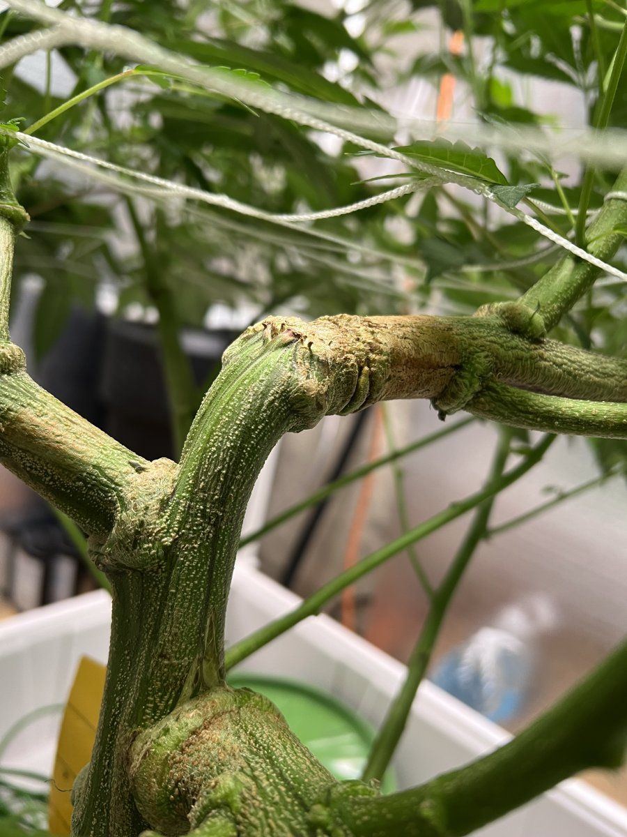 B8kds gmo grow 3