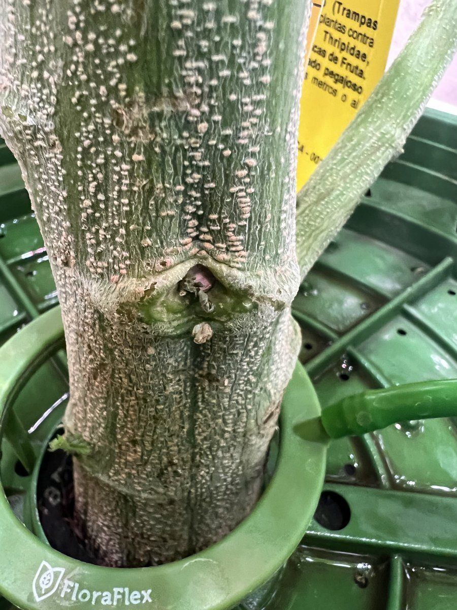 B8kds gmo grow 4