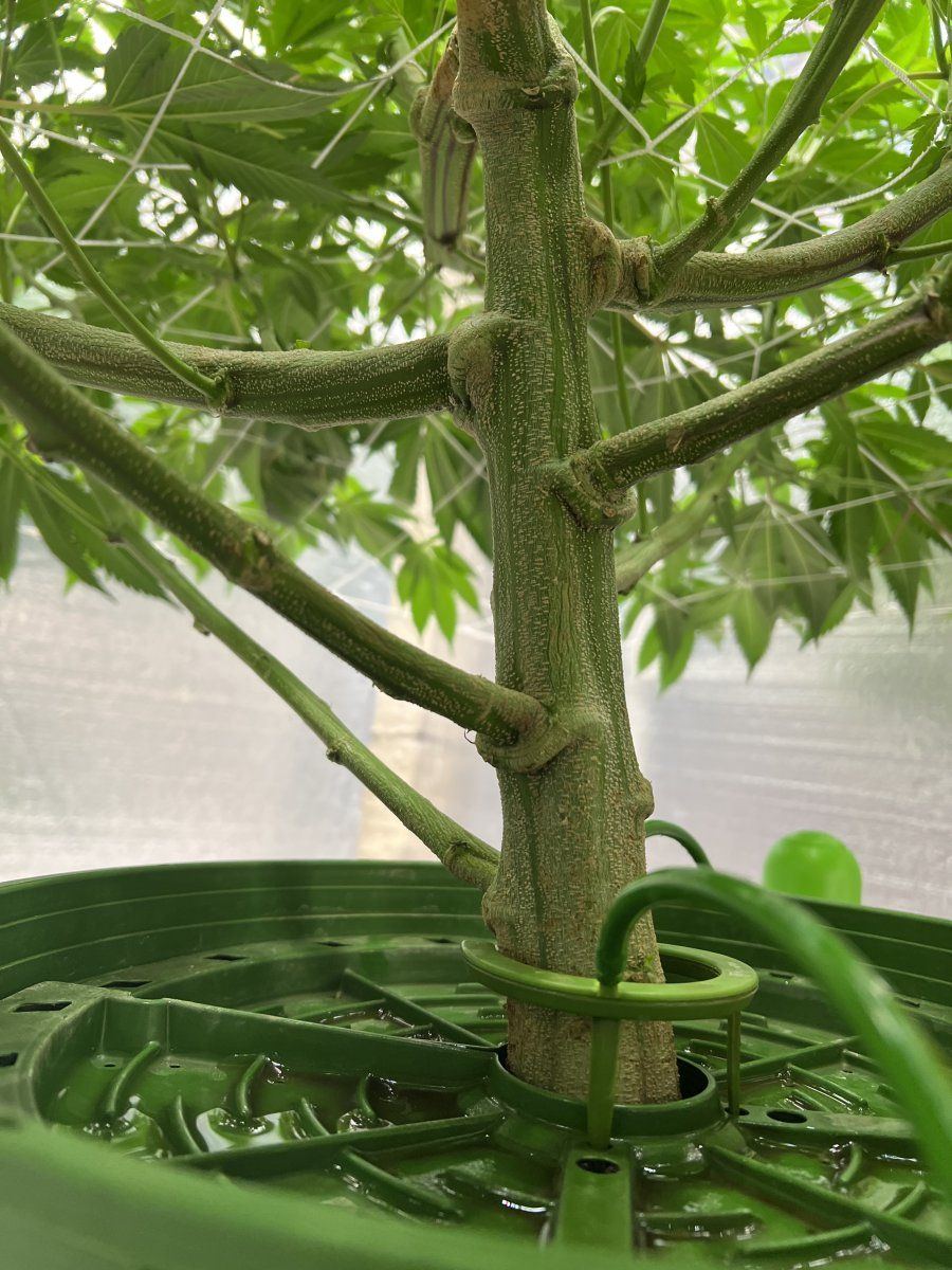 B8kds gmo grow 5