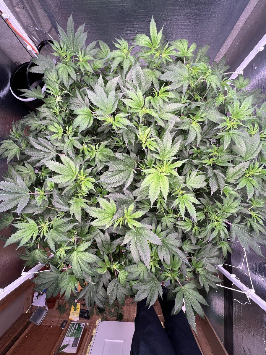 B8KD's GMO Grow - THCFarmer