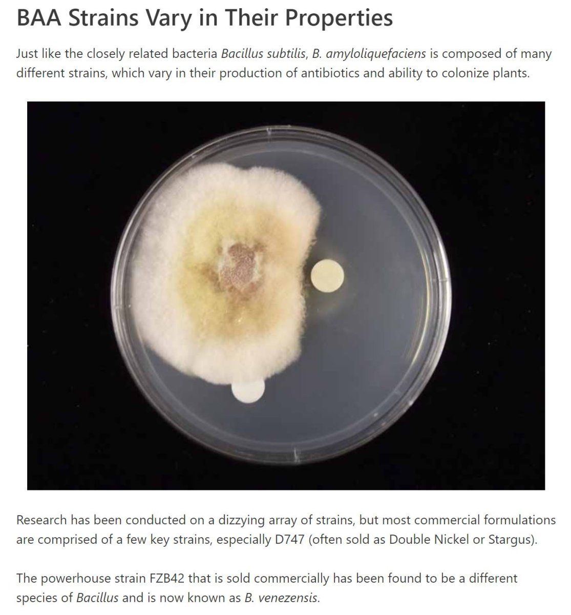 Baacteria