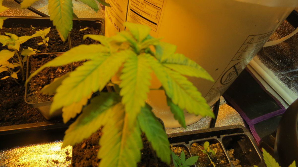 Babes coming along 002