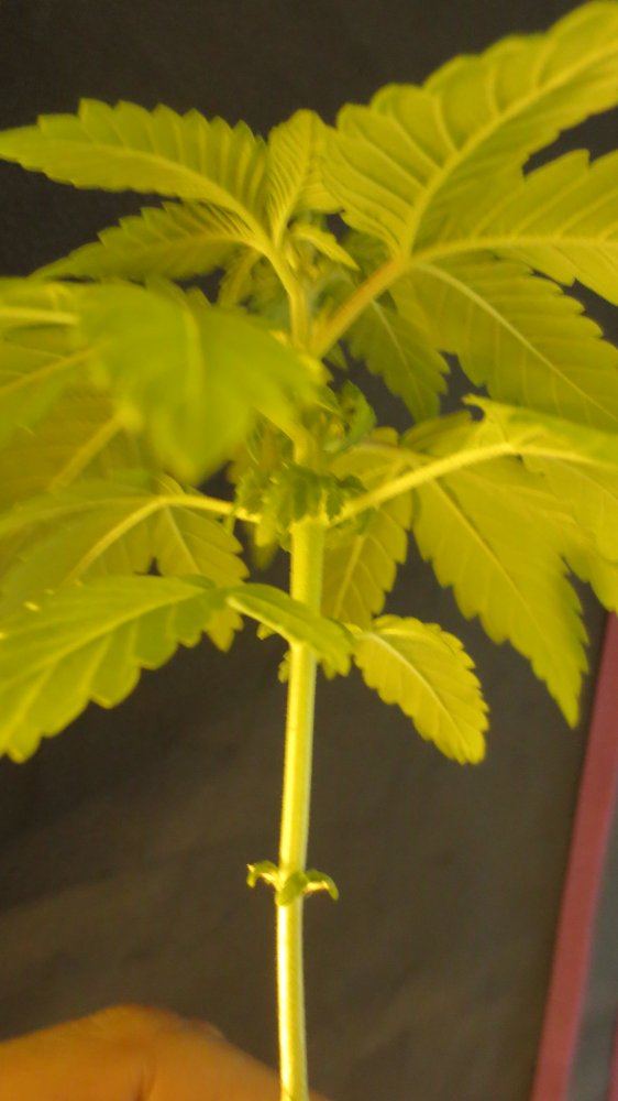 Babes coming along 010