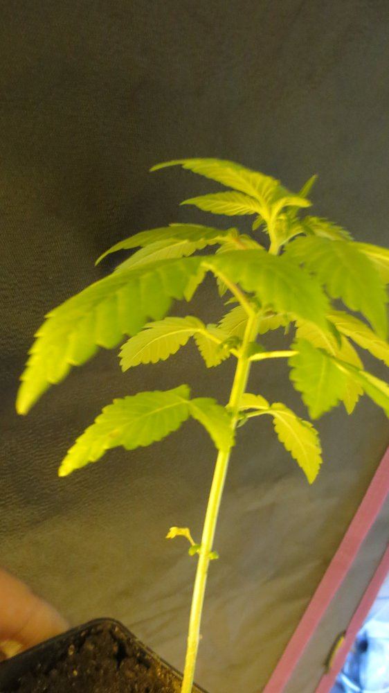 Babes coming along 011