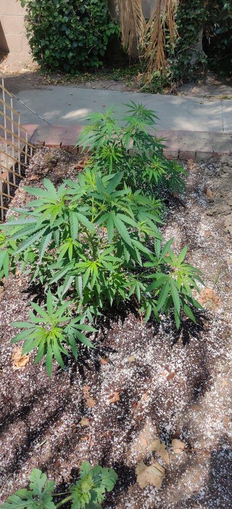 babies, 4 weeks.  AG seed co.JPG