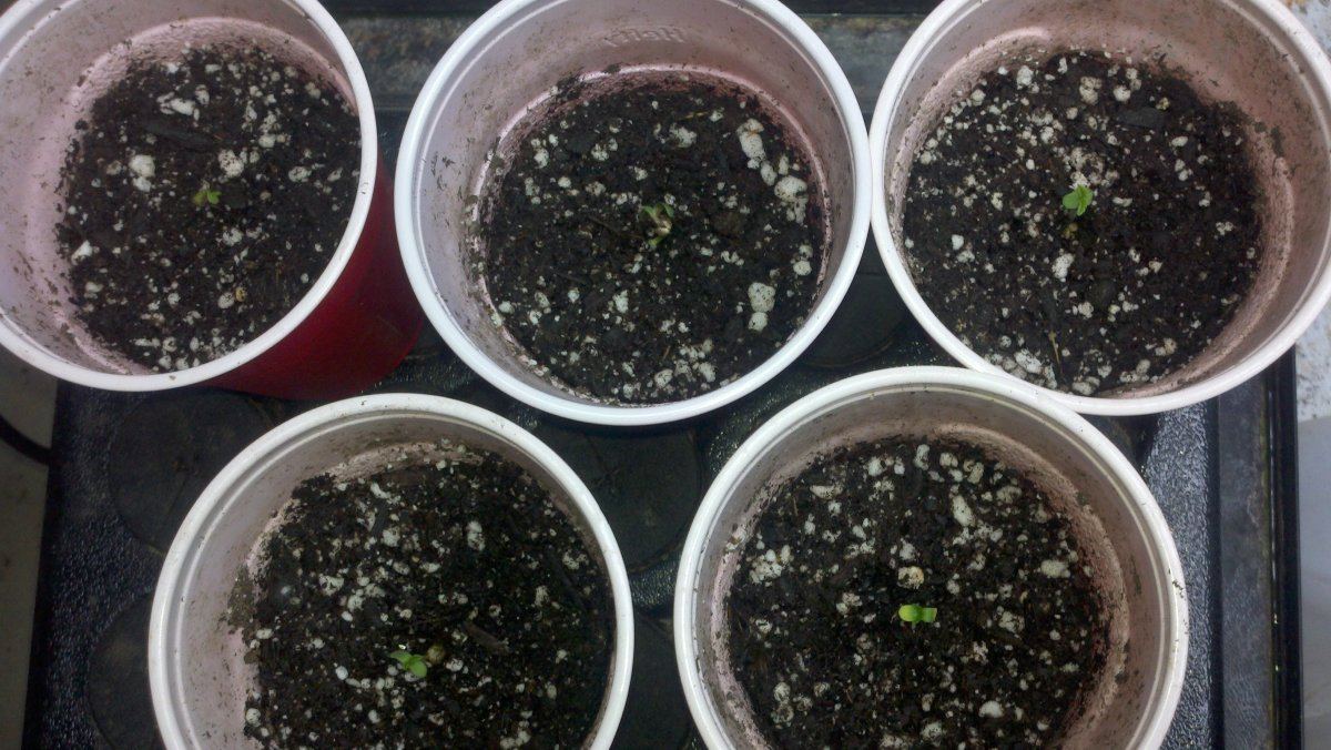 Babies