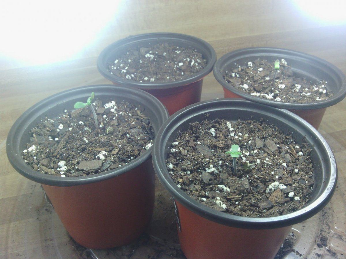 Babies