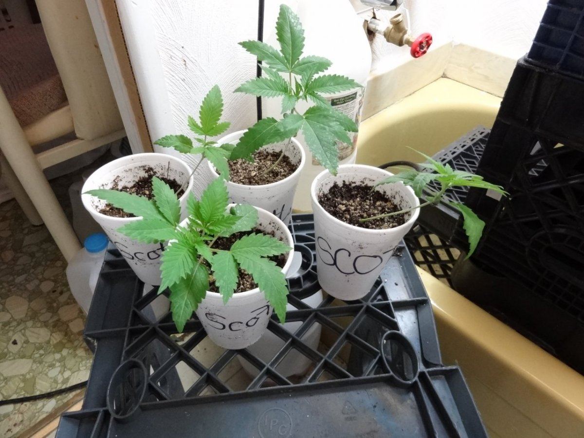 Babies testing 009