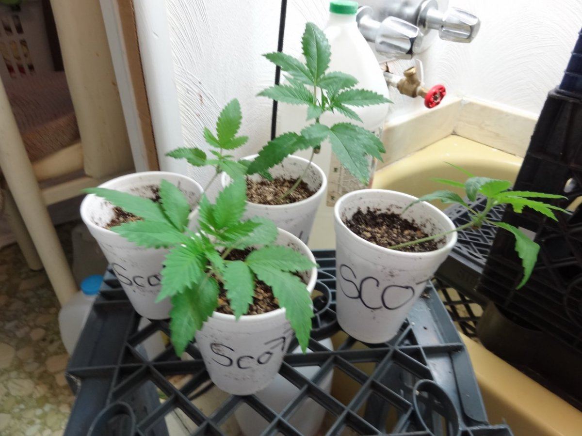 Babies testing 010
