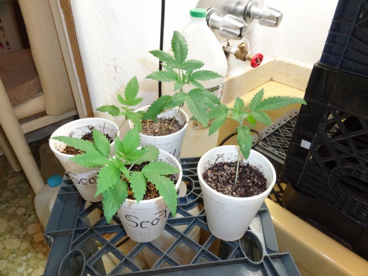 Babies testing 011