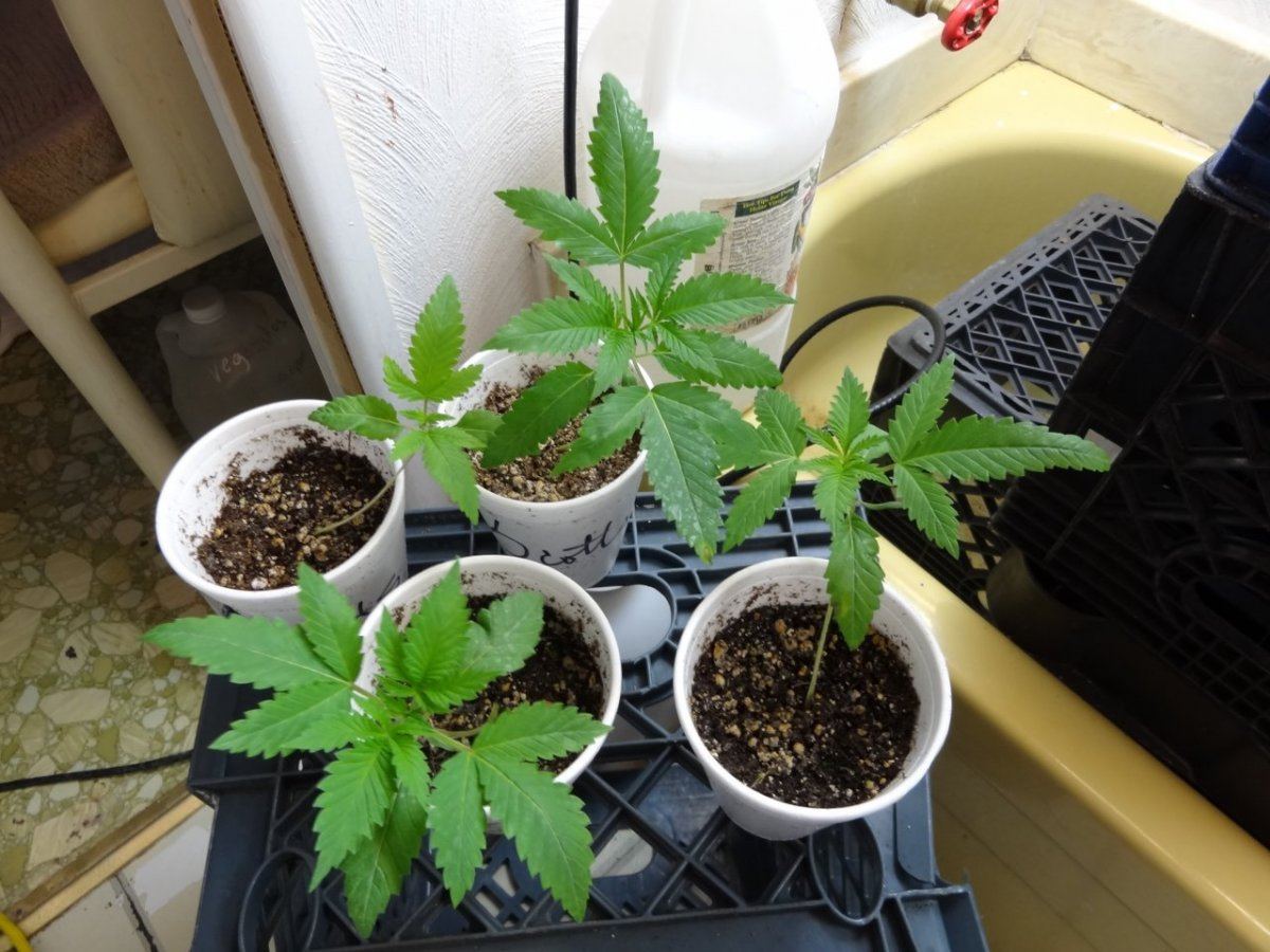 Babies testing 012