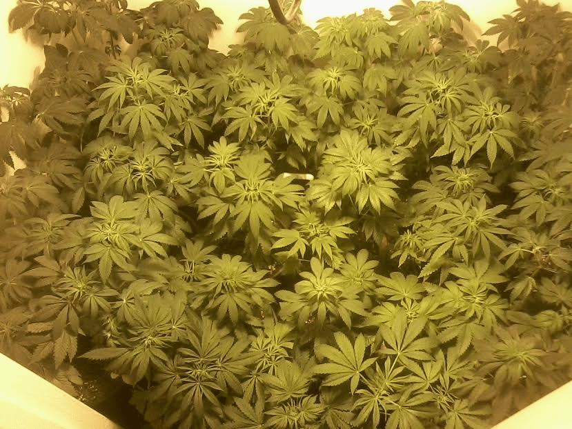 Babies10daysfed22817