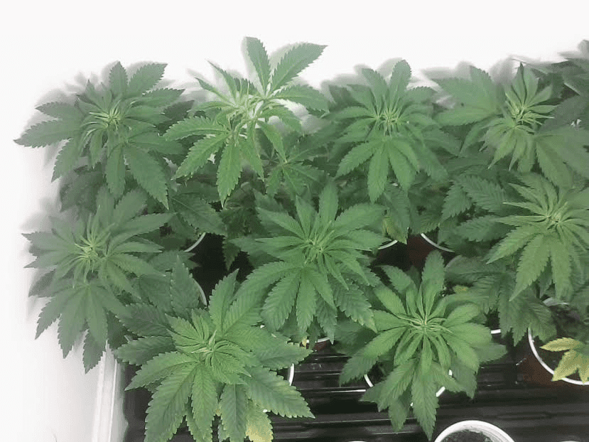 Babies121