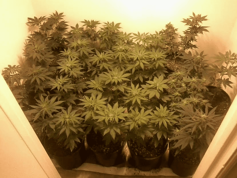 Babies127
