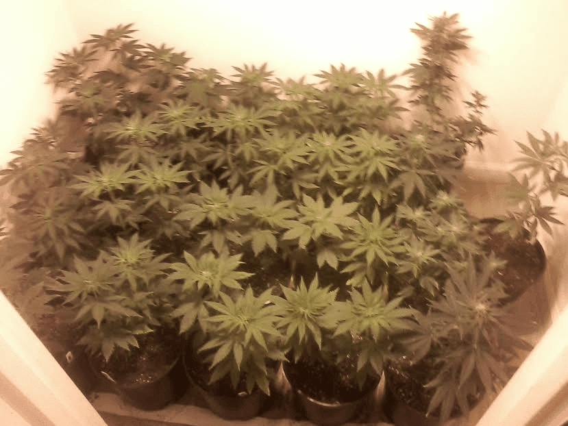 Babies128
