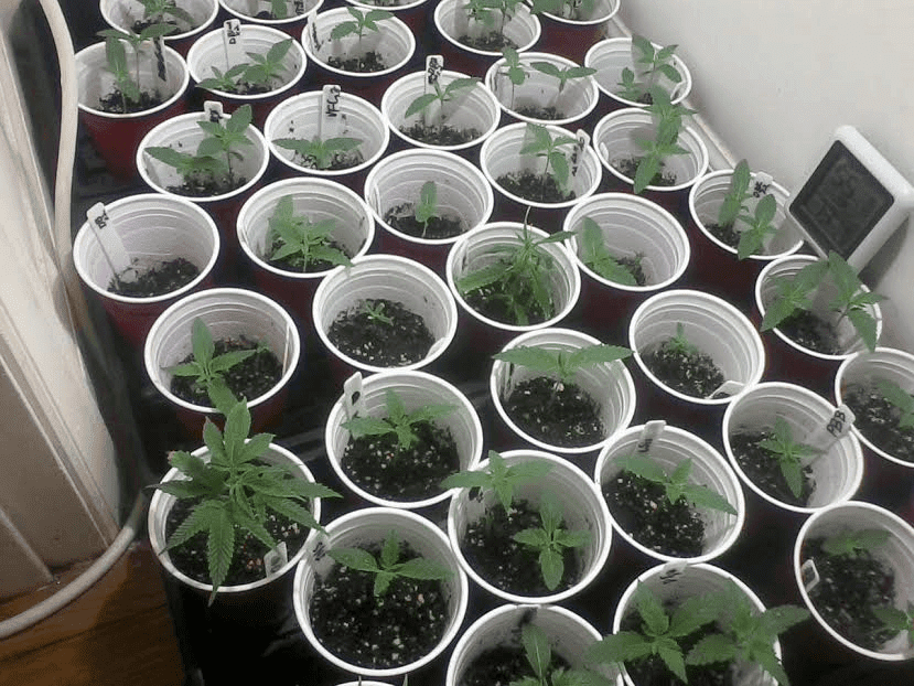 Babies13days
