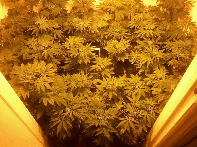 Babies1weekbloom22517