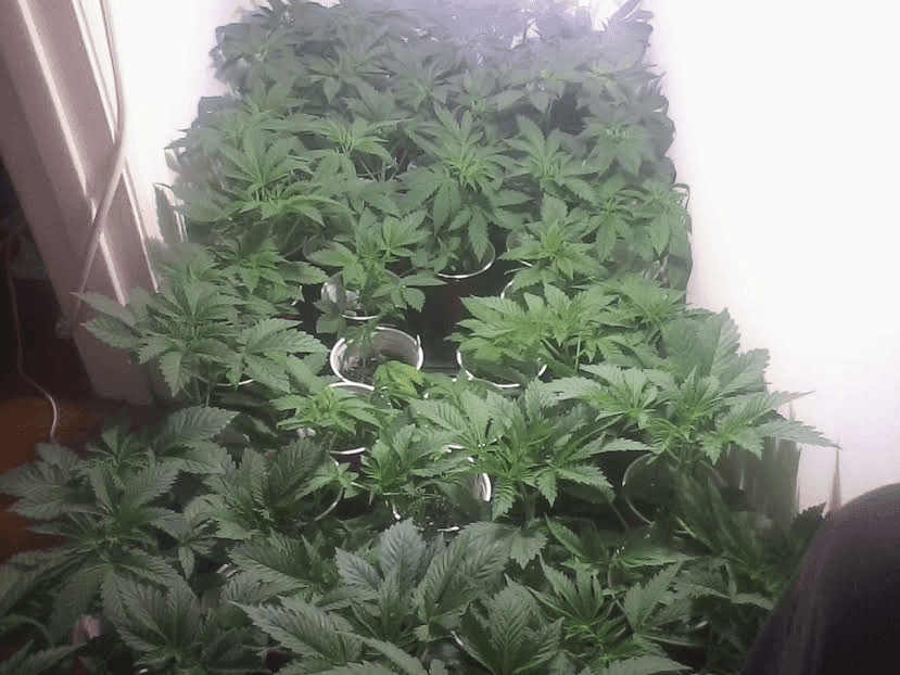 Babies21517