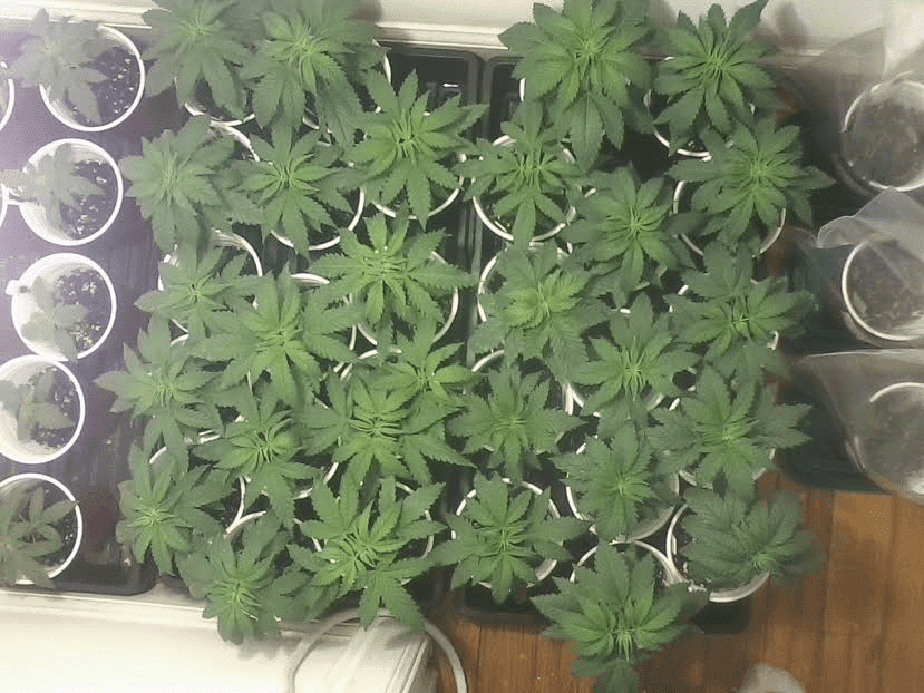 Babiescomin