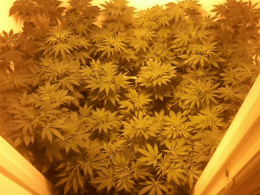 Babiesliteson70and74rh22717