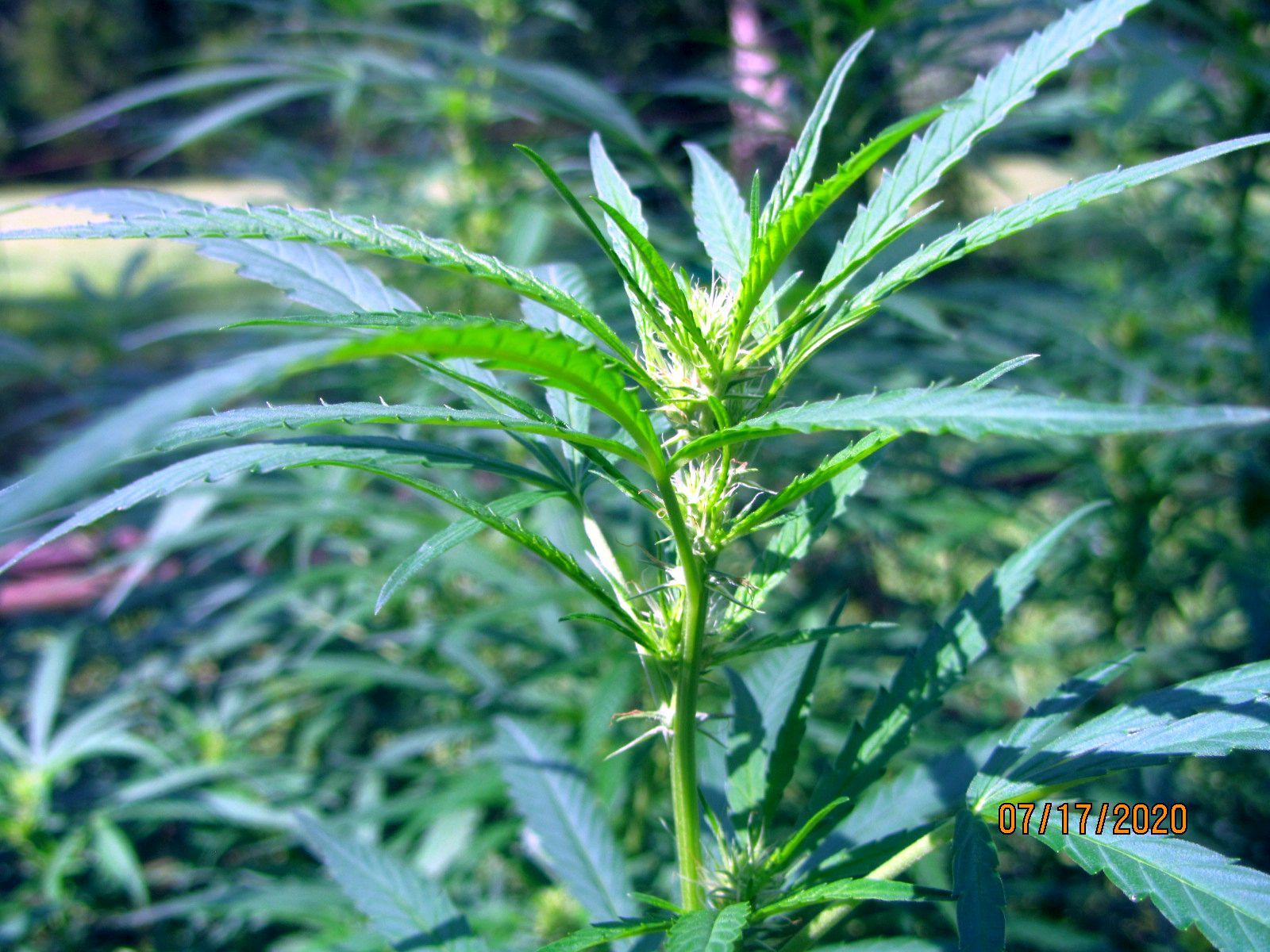 Baby bud