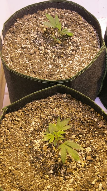 BABY ALIEN sf