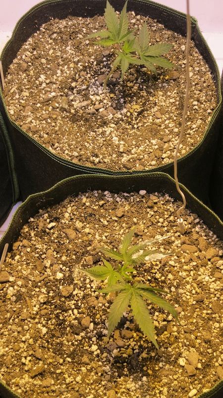 BABY BUBBA sf