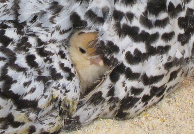 Babychick