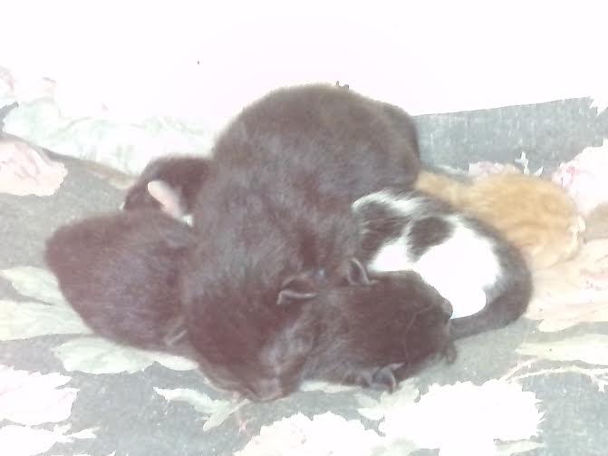 Babykittys