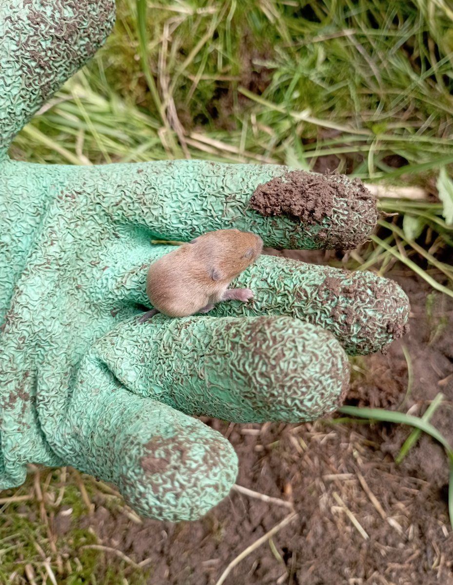 Babyvole