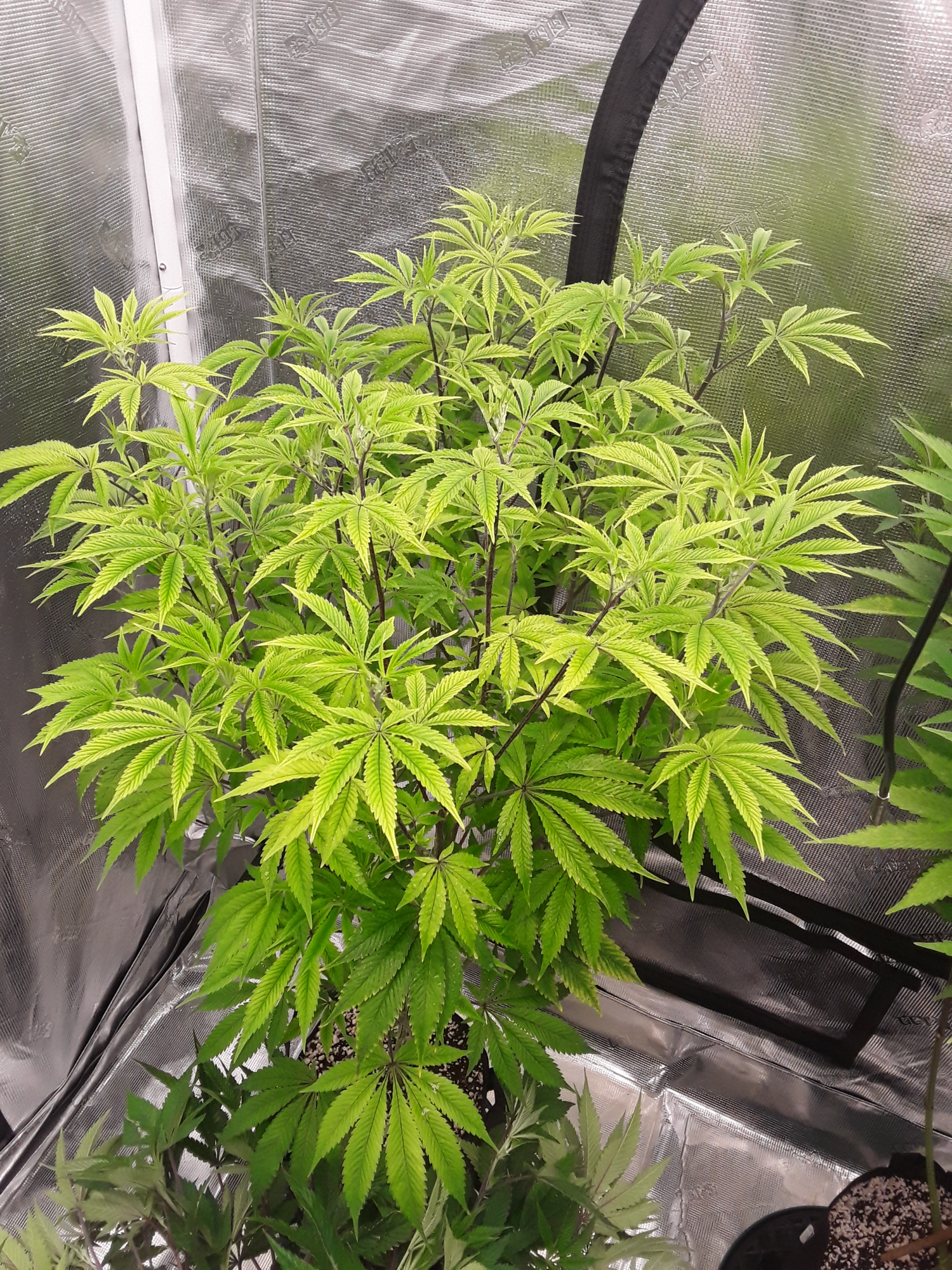 Back again after depressioncd strike 3