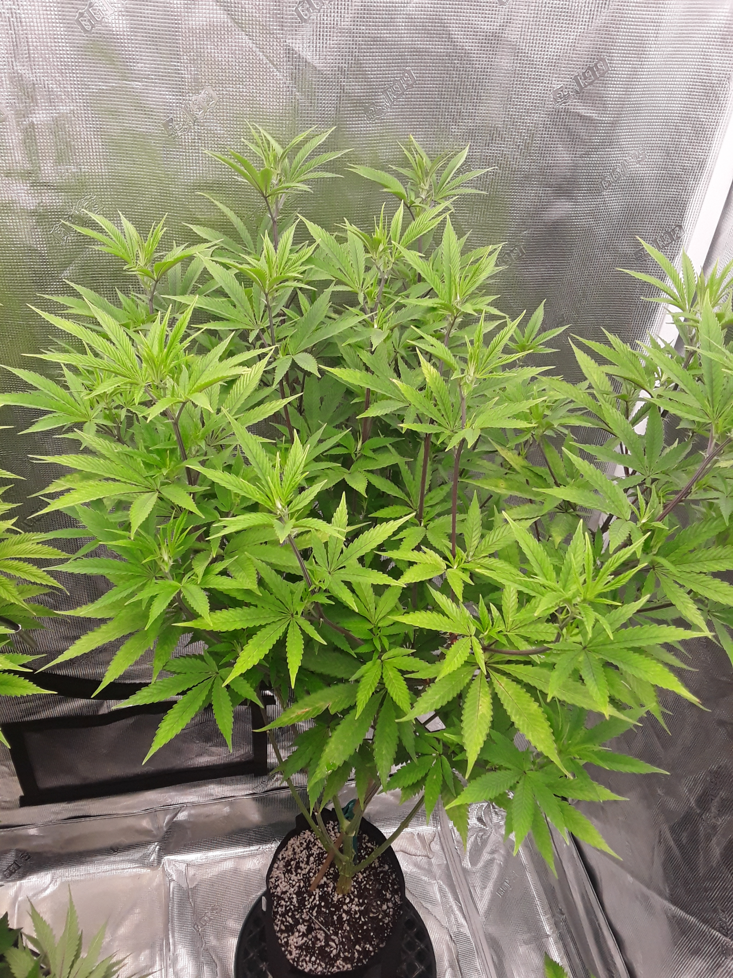 Back again after depressioncd strike 5