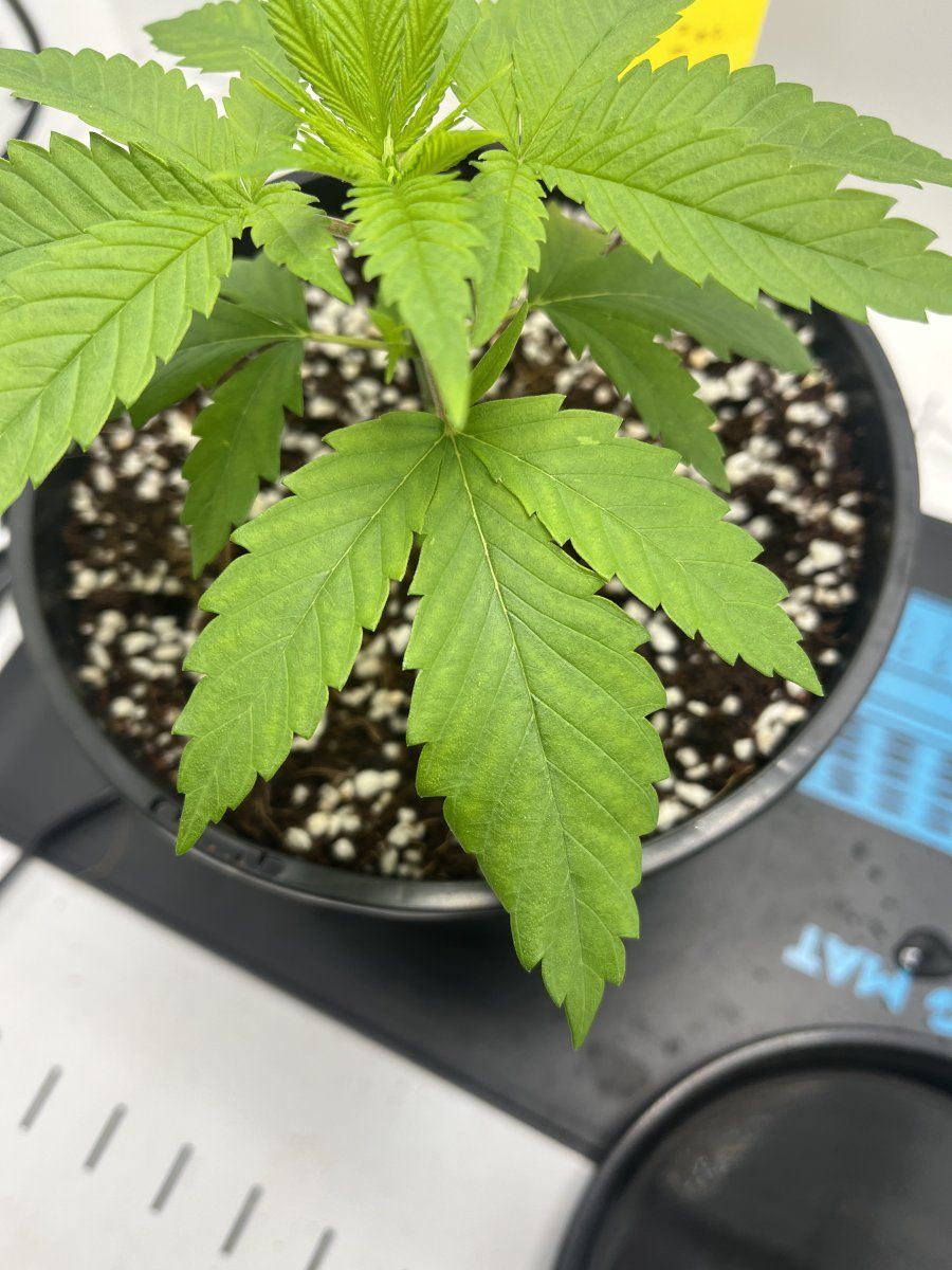 Back growing potential calmag issue 3