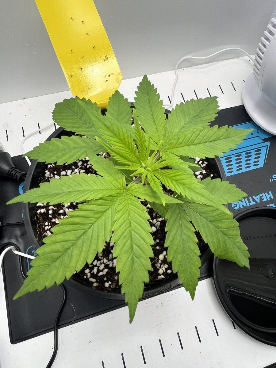 Back growing potential calmag issue