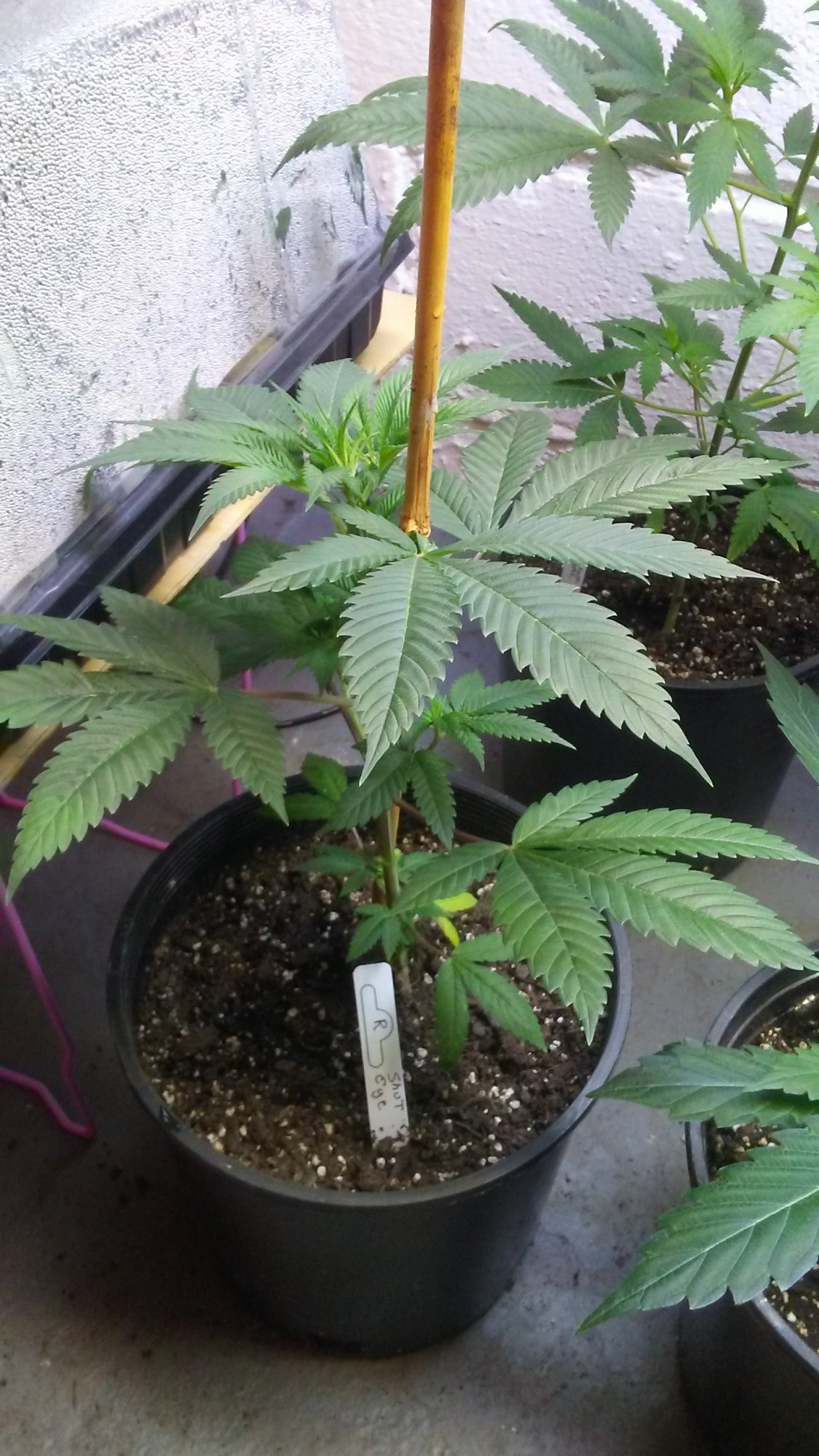 Back up and going 5