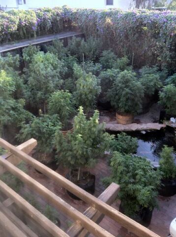 Backyard 1