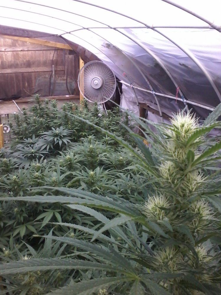 Backyard greenhouse 2