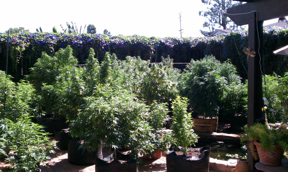 Backyard