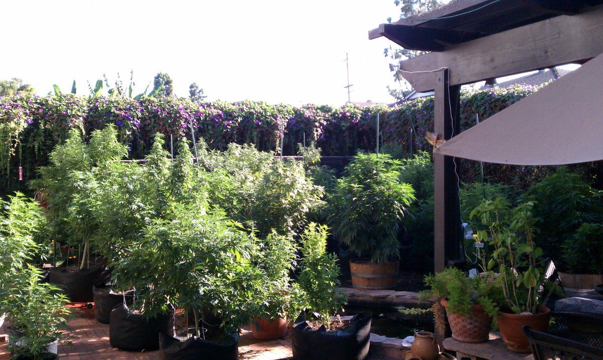 Backyard2