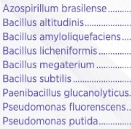Bacteria