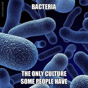 Bacteria