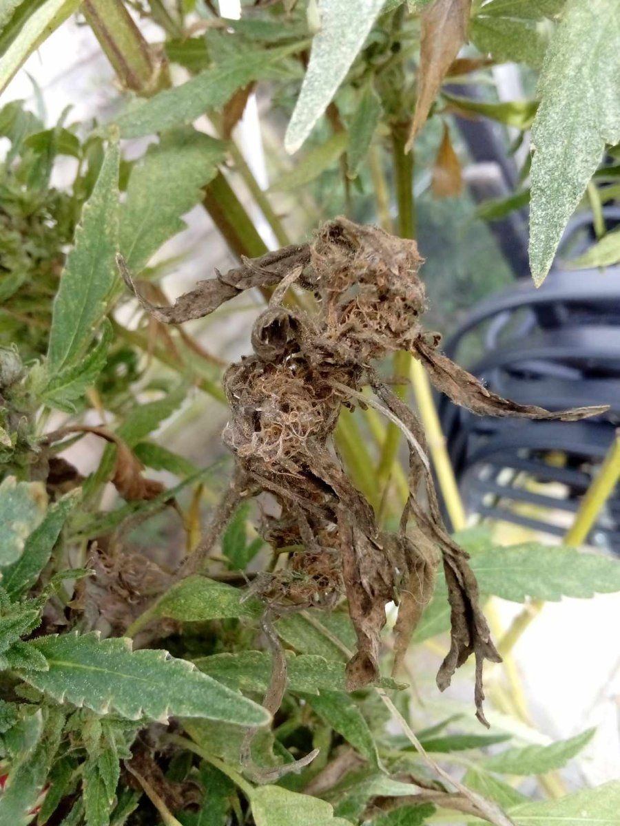 Bad bud