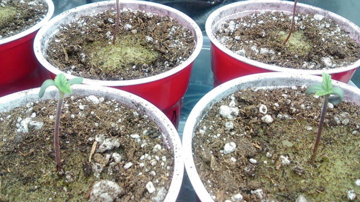 Bad lookin seed sprouts 3