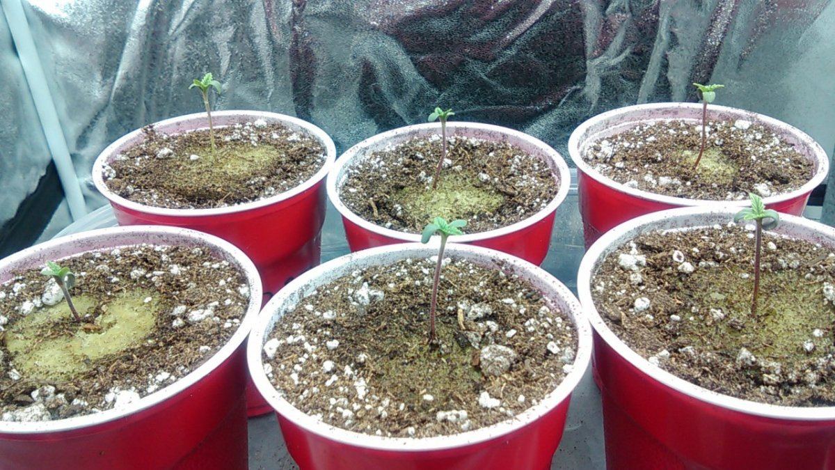 Bad lookin seed sprouts 4