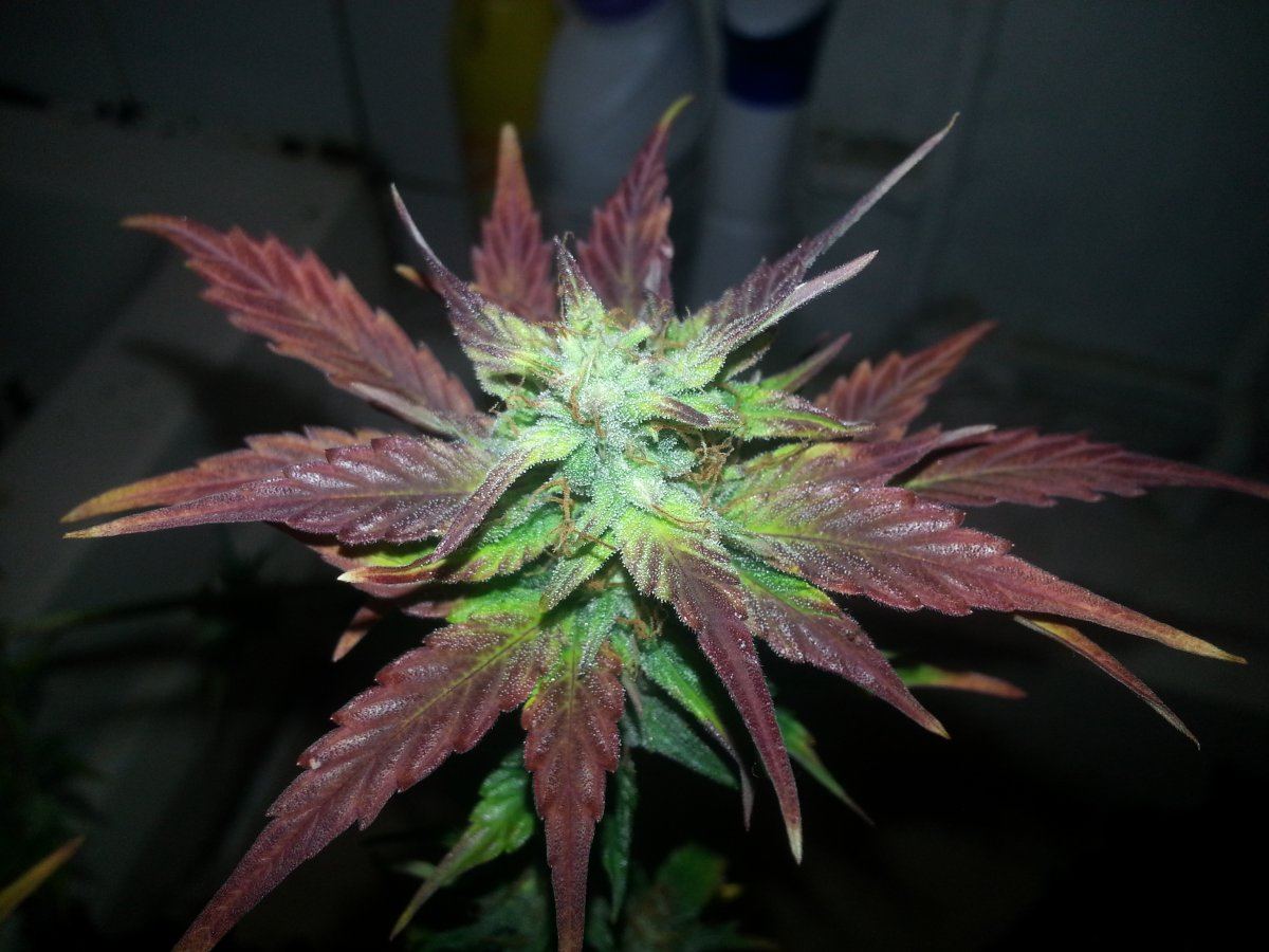 Bad red sample 2