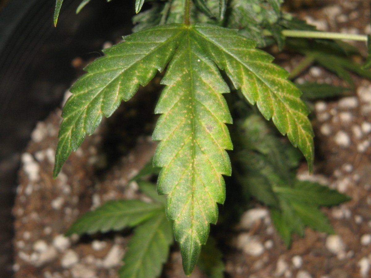 Badleaf