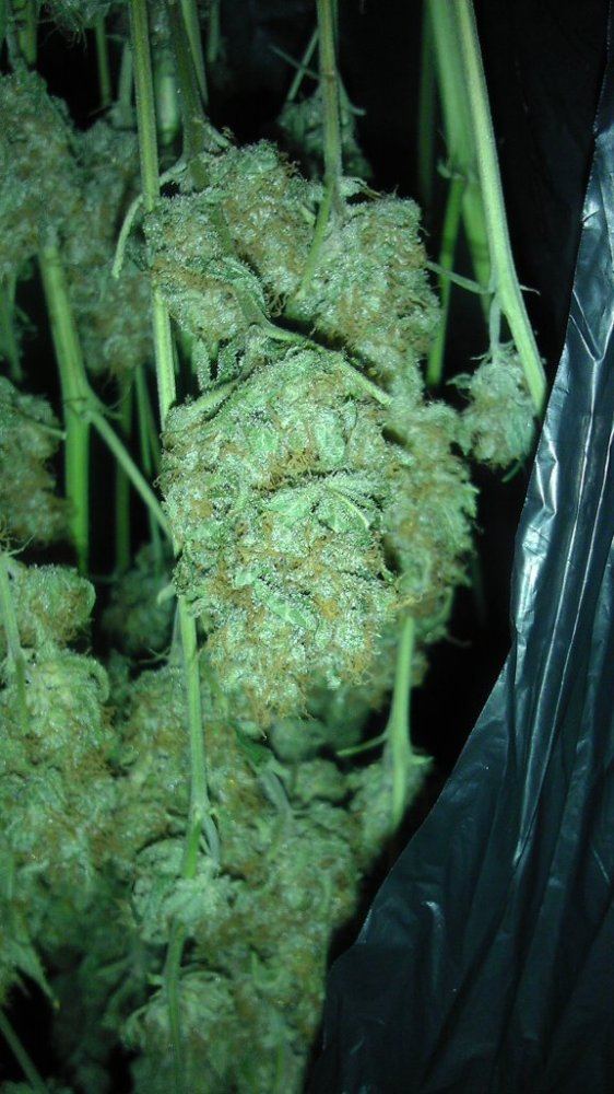 BAG CURE