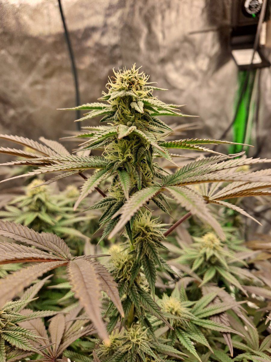 Bag seed from georgia pie 2